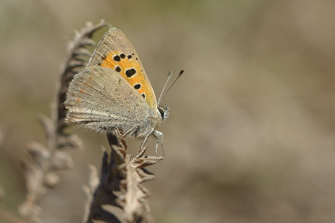 Lycaenna phlaeas Lycaenna phlaeas Lycaena phlaeas,Lycaenna phlaeas,Small Copper,arthropoda,biodiversity,butterflies,butterfly,greatnature,insecta,insects,lepidoptrea,lycaenidae,rhopalocera