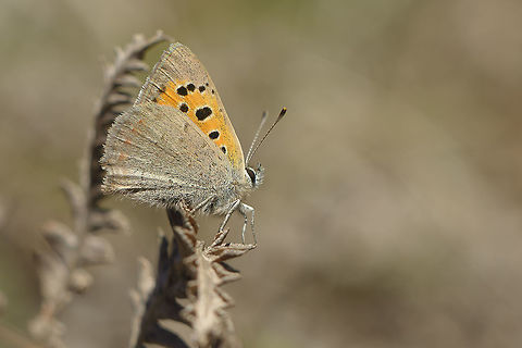 Lycaenna phlaeas Lycaenna phlaeas Lycaena phlaeas,Lycaenna phlaeas,Small Copper,arthropoda,biodiversity,butterflies,butterfly,greatnature,insecta,insects,lepidoptrea,lycaenidae,rhopalocera