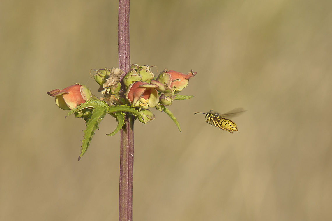 Vespula germanica Vespula germanica<br />
<br />
I guess this was a very very lucky shot... I was taking some photos of this plant Scrophularia sambucifolia, now in blossom when this furtive wasp appeared... <br />
<br />
EXIF: Nikon Nikkor 80-200mm 4.5 @200mm | f/5.6 | 12mm EXT German wasp,Vespula germanica,apocrita,arthropoda,biodiversity,hymenoptera,insecta,insects,wasp,wasps