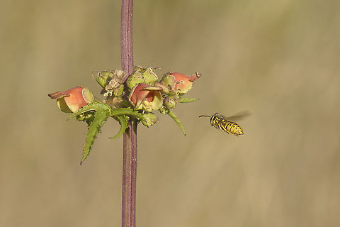 Vespula germanica Vespula germanica

I guess this was a very very lucky shot... I was taking some photos of this plant Scrophularia sambucifolia, now in blossom when this furtive wasp appeared... 

EXIF: Nikon Nikkor 80-200mm 4.5 @200mm | f/5.6 | 12mm EXT German wasp,Vespula germanica,apocrita,arthropoda,biodiversity,hymenoptera,insecta,insects,wasp,wasps