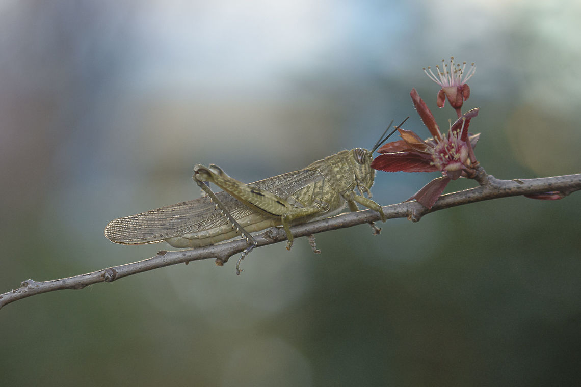 At the end of the day Anacridium aegyptium.<br />
At the end of the day...<br />
<br />
EXIF: Nikon Nikkor 80-200mm 4.5 @150mm | f/5.6 | 12mm EXT Anacridium aegyptium,Cyrtacanthacridinae,biodiversity,caelifera,grasshoper,greatnature,insecta,insects,orthoptera