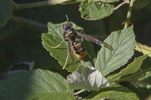 Vespa velutina Vespa velutina nigrithorax, in clean-ups.

Invasive for the Portuguese Territory. Asian predatory wasp,Exotic,Vespa velutina,apocrita,arthropoda,biodiversity,exotic,hymenoptera,insecta,insects,invasive species,invasor,vespidae