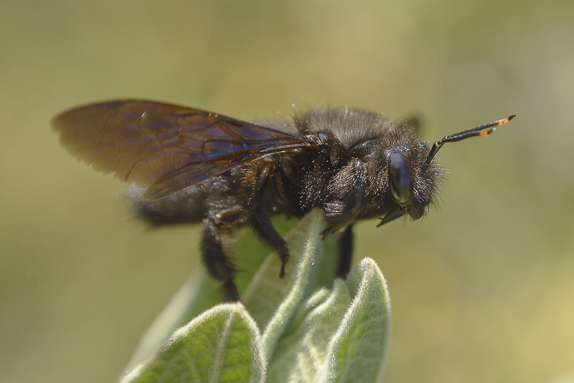 Meanwhile, losing heat... Xylocopa violacea, losing heat above cistus.<br />
<br />
EXIF: Nikon Nikkor 50mm 1.8 | f/8 | EXT II Hymenoptera,Violet carpenter bee,Xylocopa violacea,apidae,apocrita,arthopoda,biodiversity,greatnature,insecta,insects