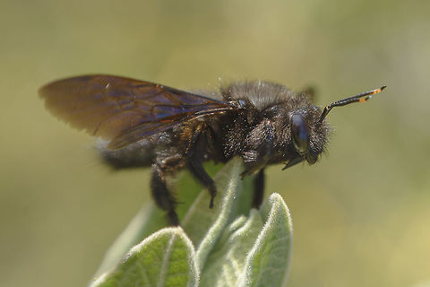 Meanwhile, losing heat... Xylocopa violacea, losing heat above cistus.

EXIF: Nikon Nikkor 50mm 1.8 | f/8 | EXT II Hymenoptera,Violet carpenter bee,Xylocopa violacea,apidae,apocrita,arthopoda,biodiversity,greatnature,insecta,insects