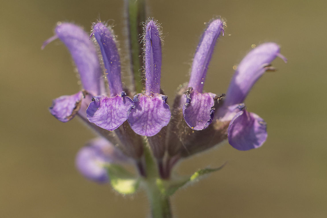 Salvia sclareoides Salvia sclareoides<br />
<br />
The South-Salvia, Clary-bastard, or Viscous-Salvia-of-the-hills, is an Iberian endemism that occurs only in the southwest of the peninsula, with limited presence in Algarve, Extremadura and Beira Litoral, on this side of the border. It can be found in developed brushwoods, on limestone interior mountains, land lawns, or uncultured, often stony, calcareous, loamy or clay soils, up to 1700m altitude. It is attributed to this medicinal plant properties in fighting of Alzheimer's disease. Medicinal plant,Salvia sclareoides,South-Salvia,alzeimer,biodiversity,eudicots,greatnature,lamiacea,plantae,salvia