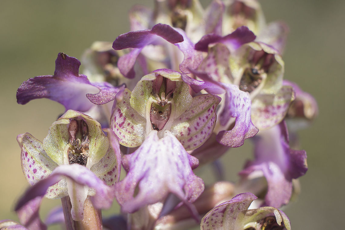 Himantoglossum robertianum Himantoglossum robertianum<br />
<br />
The Himantoglossum robertianum, formerly Barlia robertiana (Loisel. Greuter, 1967), or "Robert's Orchid", is a plant belonging to the family Orchidaceae. His name is a tribute to the French botanist Gaspard Nicolas Robert (1776-1857). The Himantoglossum robertianum is one of the very first wild orchid to blossom and also one of the larger. It can be found especially in the central region of the Portuguese territory, predominantly in limestone areas. Giant orchid,Himantoglossum robertianum,Lamiales,Robert's orchid,orchids,plantae,plants,wild flowers