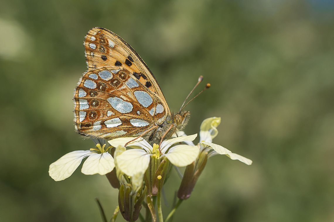 Issoria lathonia Issoria lathonia Issoria lathonia,Queen of Spain Fritillary,arthropoda,biodiversity,butterflies,butterfly,greatnature,lepidoptera,nymphalidae,rhopalocera,spring