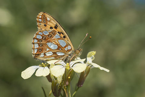 Issoria lathonia Issoria lathonia Issoria lathonia,Queen of Spain Fritillary,arthropoda,biodiversity,butterflies,butterfly,greatnature,lepidoptera,nymphalidae,rhopalocera,spring