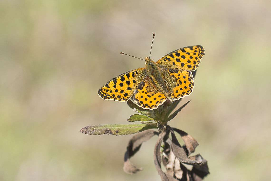 Issoria lathonia Issoria lathonia<br />
 Issoria lathonia,Queen of Spain Fritillary,arthropoda,biodiversity,butterflies,butterfly,greatnature,lepidoptera,nymphalidae,rhopalocera,spring