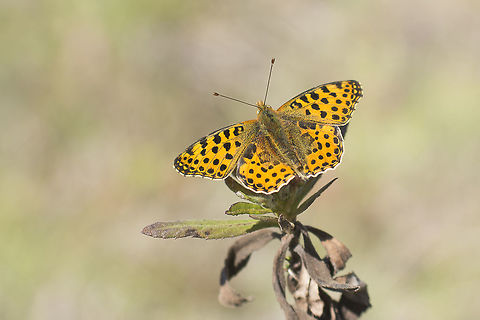 Issoria lathonia Issoria lathonia
 Issoria lathonia,Queen of Spain Fritillary,arthropoda,biodiversity,butterflies,butterfly,greatnature,lepidoptera,nymphalidae,rhopalocera,spring
