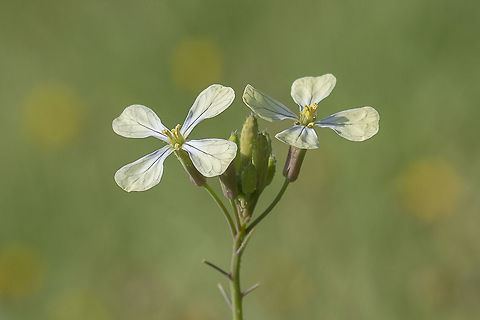 Raphanus raphanistrum Raphanus raphanistrum L. subsp. raphanistrum 

http://www.flora-on.pt/#/0GSdf Brassicaceae,Brassicales,Raphanus,Raphanus raphanistrum,biodiversity,flowers,plantae,plants,wild flowers