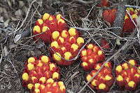 Cytinus hypocistis Cytinus hypocistis L. subsp. macranthus, Wettst.<br />
<br />
One of the most extreme manifestations of parasitism is found in the families of endoparasites Rafflesiaceae, Mitrastemonaceae, Apodanthaceae and Cytinaceae. These perennial plants, without chlorophyll, are obligate parasites, and depend on their hosts to obtain water and nutrients (Kuijt, 1969). All show a reduction in their morphological characters, with scale-like leaves and absence of external roots, and their vegetative body is reduced to a haustorial or endophytic system, often compared with that of a fungal plectenchyme. These endophytes live within the roots or stems of their hosts (Kuijt, 1969; Meijer, 1993), and emerge from the hosts only during the reproductive period, when the inflorescences arise. Because of this characteristic lifestyle, these endophytic holoparasites were long considered to constitute a single family, the Rafflesiaceae. However, differences in the morphology of flowers, ovaries and seeds, together with data from recent molecular phylogenetic studies, indicate that they are dis- tinct families, even belonging to different orders (Bouman and Meijer, 1994; Barkman et al., 2004; Nickrent et al., 2004; Davis et al., 2007). <br />
<br />
In http://aob.oxfordjournals.org/content/100/6/1209.full.pdf<br />
<br />
http://www.flora-on.pt/#/1cytinus_hypocistis Cytinaceae,Cytinus,Cytinus hypocistis,Cytinus_hypocistis,Malvales,Plantae,Rafflesiaceae,endoparasites,magnoliopsida,parasites,parasitism,wild flowers