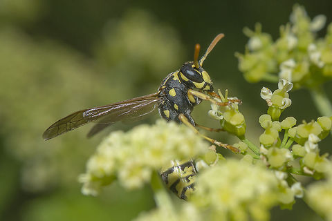 Polistes dominula Polistes dominula European paper wasp,Polistes dominula,aculeata,apocrita,arthropoda,biodiversity,greatnature,hymenoptera,insecta,insects,wasps,winter