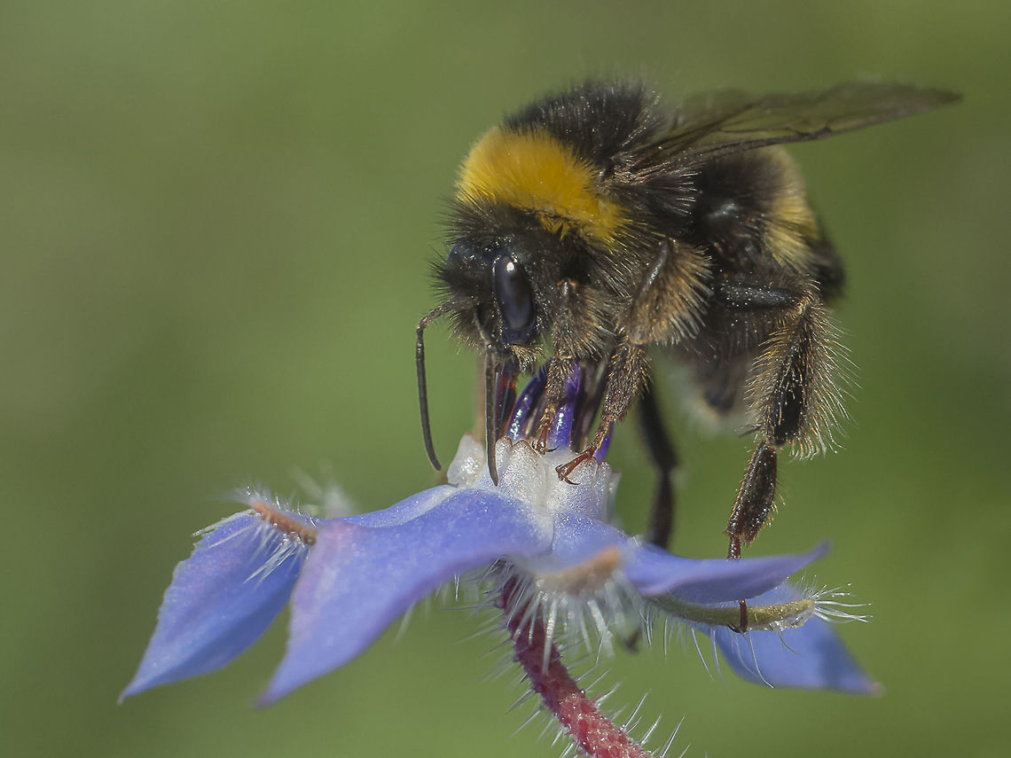 Bombus terrestris Bombus terrestris feeding on Borago officinalis Bombus terrestris,apidae,apocrita,arthropoda,biodiversity,bumblebee,hymenoptera,insecta,insects,polinator