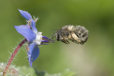 The scent of a flower Borago officinalis | Anthophora sp. Borage,Borago officinalis,apidae,arthropoda,bees,biodiversity,borago officinalis,flowers,great nature,hymenoptera,insecta,insects,winter