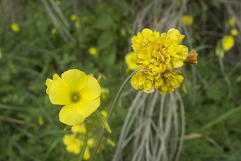 The mutant Oxalis pes-caprae on the left, and on the right side its double mutation form.
Photos can be found on internet with this mutation, but not  to much sources of study.
http://www.floraiberica.es/floraiberica/texto/pdfs/09_124_01_Oxalis.pdf
 Angiosperms,Eudicots,Oxalidaceae,Oxalidales,Oxalis,Oxalis pes-caprae,Plantae,Rosids,biodiversity,exotic,goat's-food,invader,oxalis pes-caprae,wild flowers