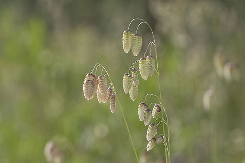 Briza maxima Briza maxima L.
http://www.flora-on.pt/#/1Briza+maxima Briza,Briza maxima,Poaceae,Poales,biodiversity,flower,flowers,plantae,plants,summer,wild flowers