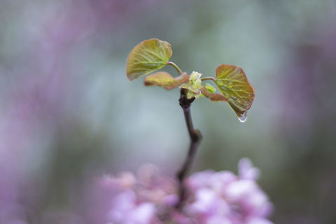 Judas Tree Cercis siliquastrum, L. Judas Tree
Full project, Here: https://www.behance.net/gallery/25122601/Judas-tree

EXIF: Nikon Nikkor 50mm 1.8 @ f/1.8 Angiosperms,Cercis,Cercis siliquastrum,Eudicots,Fabaceae,Fabales,Judas Tree,Plantae,Rosids,plants,spring,trees