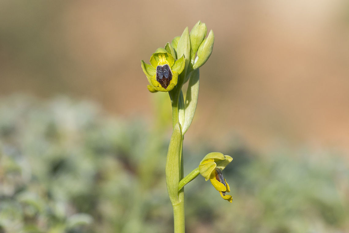 Ophrys lutea Ophrys lutea Cav.<br />
<a href="http://www.flora-on.pt/#/1ophrys+lutea" rel="nofollow">http://www.flora-on.pt/#/1ophrys+lutea</a> Asparagales,Eukaryota,Liliopsida,Magnoliophyta,Native Orchids,Ophrys,Ophrys lutea,Orchidaceae,Orchideae,Orchidinae,Orchidoideae,Orchids,Plantae,Yellow Bee-orchid,spring,wild flowers