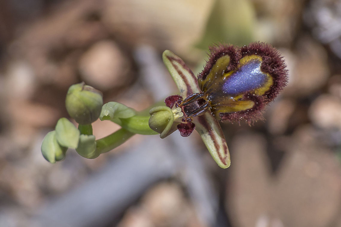 Ophrys speculum speculum Ophrys speculum, Link, subsp. speculum<br />
<a href="http://www.flora-on.pt/#/05M-M" rel="nofollow">http://www.flora-on.pt/#/05M-M</a> Angiosperms,Asparagales,Monocots,Ophrys,Orchidaceae,Orchidae,Orchidinae,Orchidoideae,Orchids,Plantae,flower,native orchids,orchids,spring,wild flowers