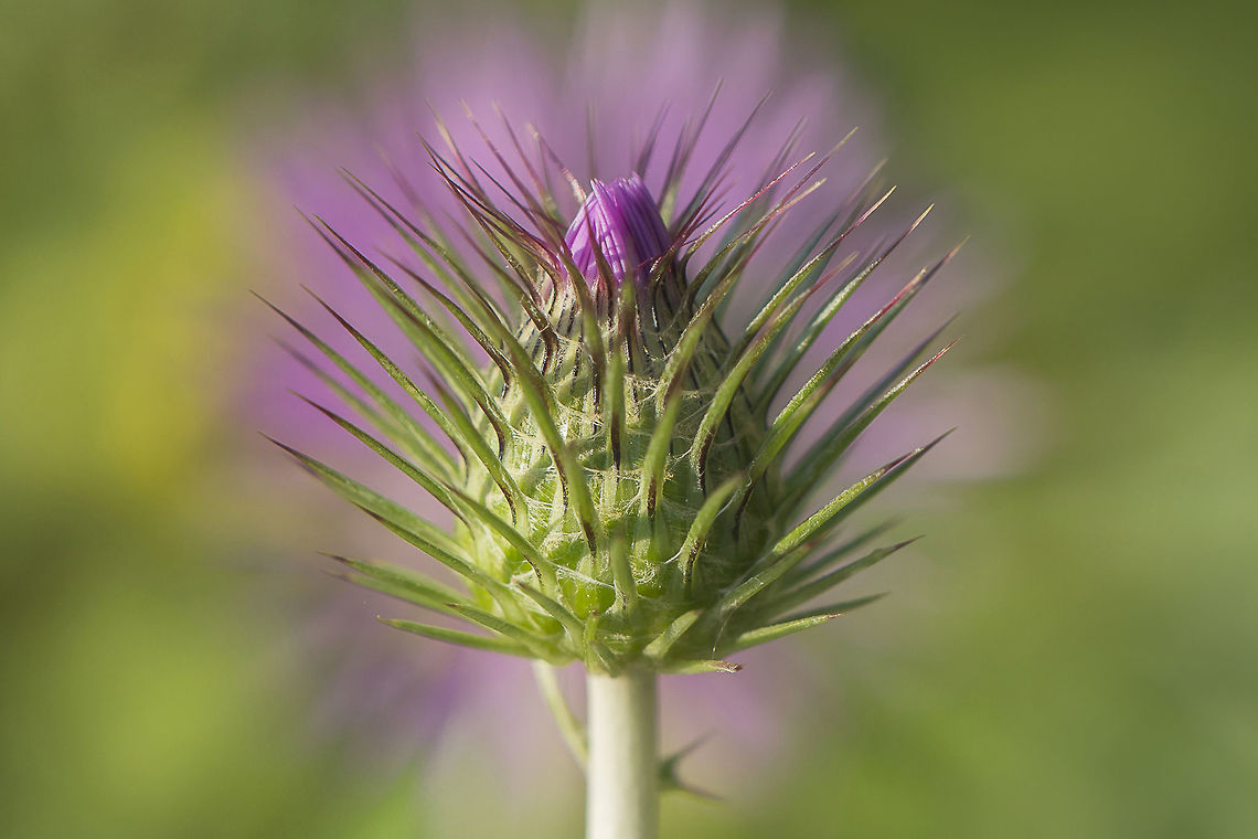 Galactites tomentosus Galactites tomentosus Moench Asteraceae,Galactites tomentosus,Purple milk thistle,plantar,plants,spring,wild flowers