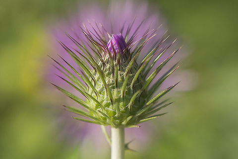 Galactites tomentosus Galactites tomentosus Moench Asteraceae,Galactites tomentosus,Purple milk thistle,plantar,plants,spring,wild flowers