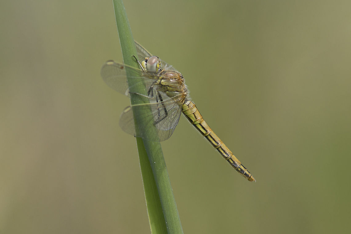 Nomad 2016 Sympetrum fonscolombii, immature female. Dragonfly season is now up ;)<br />
<br />
EXIF: Nikon Nikkor 80-200mm 4.5 @ f/8 | 12mm EXT Sympetrum fonscolombii,anisoptera,arthropoda,biodiversity,greatnature,libellulidae,nomad,nomad dragonfly,odonata,red-veined darter,spring