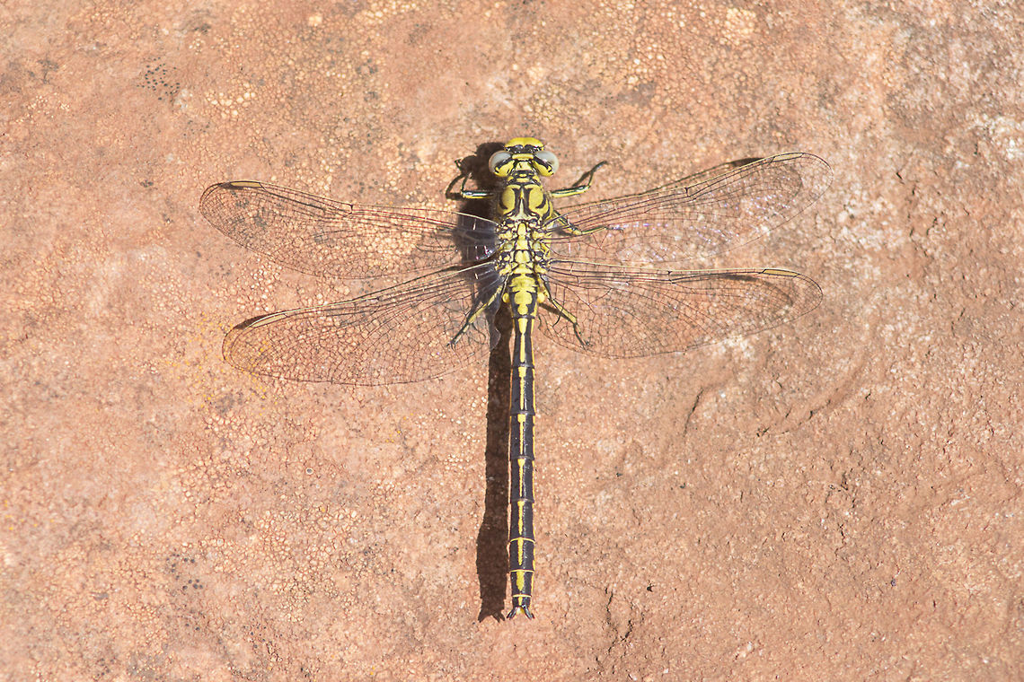 Gomphus pulchellus Gomphus pulchellus, immature male. Gomphus pulchellus,Western clubtail,anisoptera,arthropoda,biodiversity,gomphidae,greatnature,insecta,insects,nature,odonata,winter