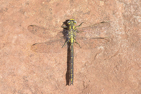 Gomphus pulchellus Gomphus pulchellus, immature male. Gomphus pulchellus,Western clubtail,anisoptera,arthropoda,biodiversity,gomphidae,greatnature,insecta,insects,nature,odonata,winter