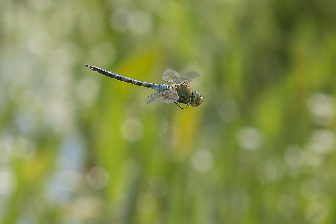 Early flyer Anax imperator, immature male. Quite surprised to see this Aeshnidae dragonfly flying in this time of the year. Usually they start to appear in April. This male was hunting, and the only way to capture it was to attempt a photo while in flight. He didn&#039;t gave me more than 5 minutes to attempt it, always moving from one side to another, disappearing as quickly as it surprisingly appeared... Anax imperator,Emperor Dragonfly,aeshnidae,anisoptera,biodiversity,greatnature,insecta,insects,odonata,spring