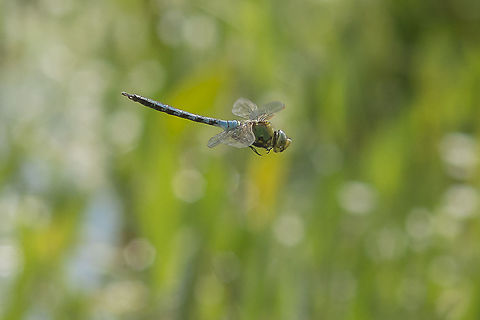 Early flyer Anax imperator, immature male. Quite surprised to see this Aeshnidae dragonfly flying in this time of the year. Usually they start to appear in April. This male was hunting, and the only way to capture it was to attempt a photo while in flight. He didn't gave me more than 5 minutes to attempt it, always moving from one side to another, disappearing as quickly as it surprisingly appeared... Anax imperator,Emperor Dragonfly,aeshnidae,anisoptera,biodiversity,greatnature,insecta,insects,odonata,spring