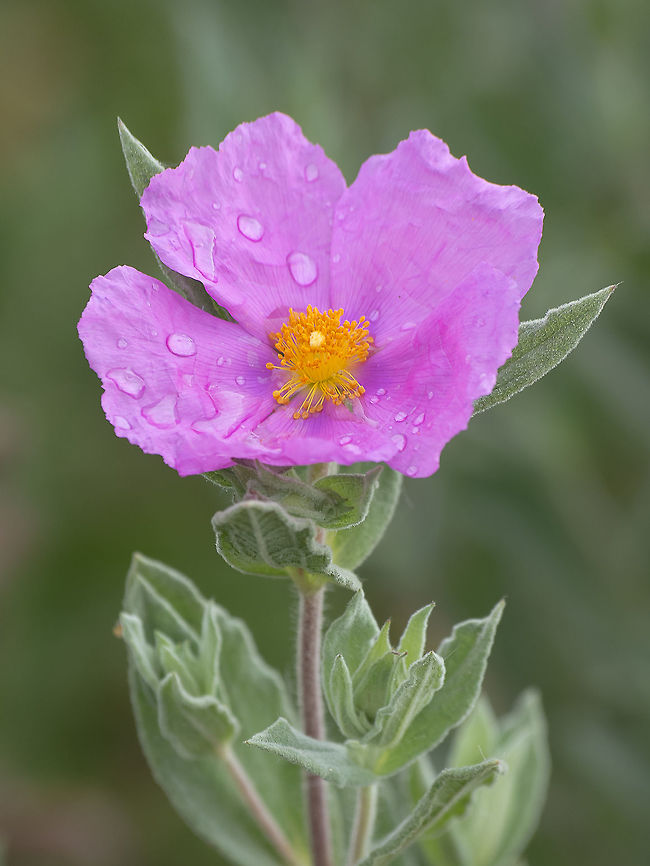 Cistus albidus Cistus albidus L.<br />
<br />
One of the species described in Species Plantarum, by Carl Linnaeus<br />
<a href="https://en.wikipedia.org/wiki/Species_Plantarum" rel="nofollow">https://en.wikipedia.org/wiki/Species_Plantarum</a><br />
<br />
"Cistus are the only host of Cytinus hypocistis, a small parasitic plant that lives on the roots and is noticeable only for a short period of time when in flower. The presence of the parasite does not seem to harm the host population." <br />
<figure class="photo"><a href="https://www.jungledragon.com/image/36794/cytinus_hypocistis.html" title="Cytinus hypocistis"><img src="https://s3.amazonaws.com/media.jungledragon.com/images/2527/36794_thumb.jpg?AWSAccessKeyId=05GMT0V3GWVNE7GGM1R2&Expires=1769040010&Signature=A471lYlK0CTS%2FilXpk3OFW2xkbs%3D" width="200" height="134" alt="Cytinus hypocistis Cytinus hypocistis L. subsp. macranthus, Wettst.<br />
<br />
One of the most extreme manifestations of parasitism is found in the families of endoparasites Rafflesiaceae, Mitrastemonaceae, Apodanthaceae and Cytinaceae. These perennial plants, without chlorophyll, are obligate parasites, and depend on their hosts to obtain water and nutrients (Kuijt, 1969). All show a reduction in their morphological characters, with scale-like leaves and absence of external roots, and their vegetative body is reduced to a haustorial or endophytic system, often compared with that of a fungal plectenchyme. These endophytes live within the roots or stems of their hosts (Kuijt, 1969; Meijer, 1993), and emerge from the hosts only during the reproductive period, when the inflorescences arise. Because of this characteristic lifestyle, these endophytic holoparasites were long considered to constitute a single family, the Rafflesiaceae. However, differences in the morphology of flowers, ovaries and seeds, together with data from recent molecular phylogenetic studies, indicate that they are dis- tinct families, even belonging to different orders (Bouman and Meijer, 1994; Barkman et al., 2004; Nickrent et al., 2004; Davis et al., 2007). <br />
<br />
In http://aob.oxfordjournals.org/content/100/6/1209.full.pdf<br />
<br />
http://www.flora-on.pt/#/1cytinus_hypocistis Cytinaceae,Cytinus,Cytinus hypocistis,Cytinus_hypocistis,Malvales,Plantae,Rafflesiaceae,endoparasites,magnoliopsida,parasites,parasitism,wild flowers" /></a></figure><br />
 Cistaceae,Cistus,Cistus albidus,Plantae,Violales,eudicot,flowers,plants,wild flowers