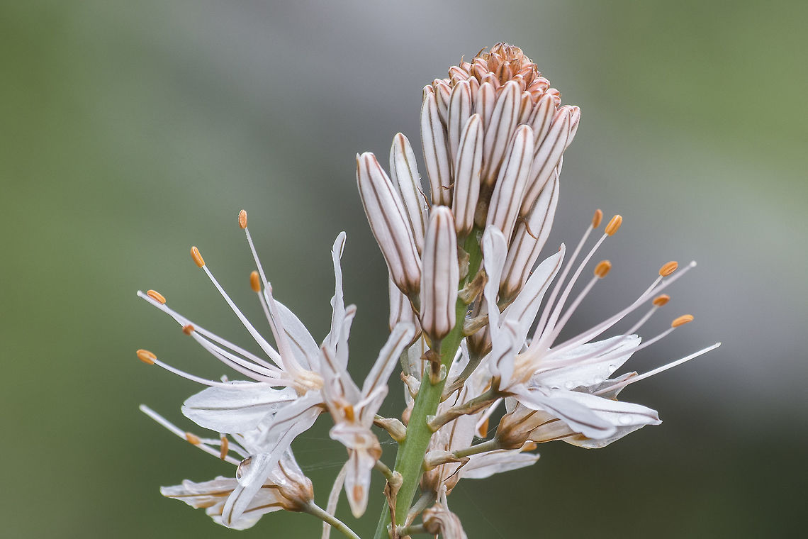 Asphodelus macrocarpus Asphodelus macrocarpus<br />
<a href="http://www.flora-on.pt/index.php#/0R5XM" rel="nofollow">http://www.flora-on.pt/index.php#/0R5XM</a> Asparagales,Asphodelus macrocarpus,Xanthorrhoeaceae,biodiversity,greatnature,plantar,plants,wild flowers