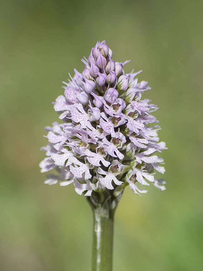Orchis conica Orchis conica, Willd. Conical Orchid,Orchis conica,biodiversity,great nature,orchids,plantae,plants,spring,wild flowers