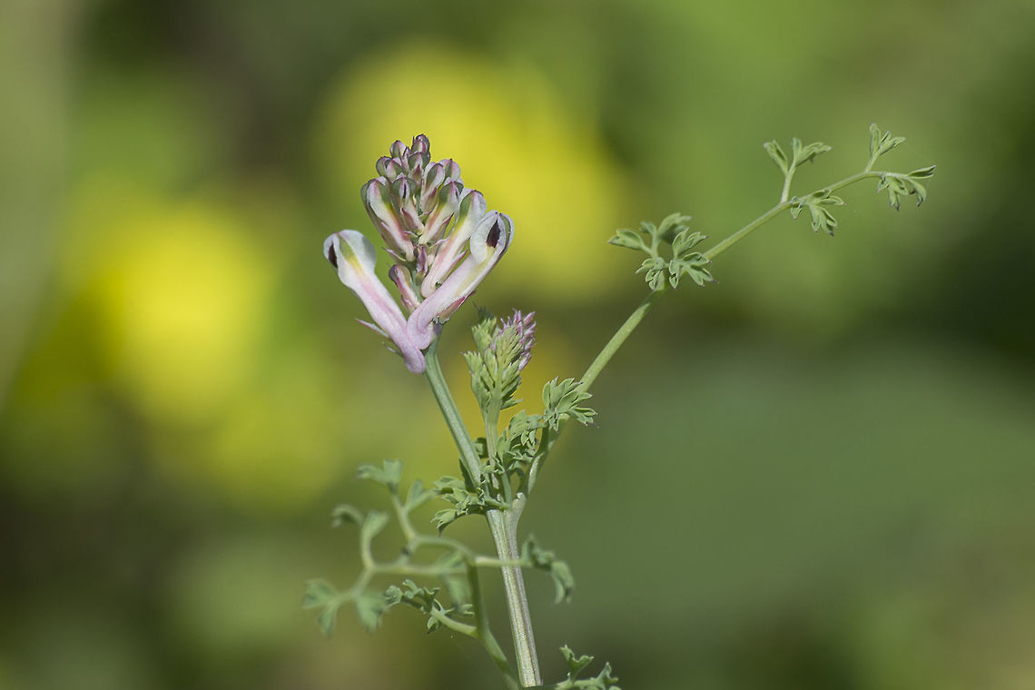Fumaria capreolata Fumaria capreolata L. Fumaria,Fumaria capreolata,Papaveraceae,Papaverales,Plantae,angiosperms,eudicots,plants,spring,wild flowers