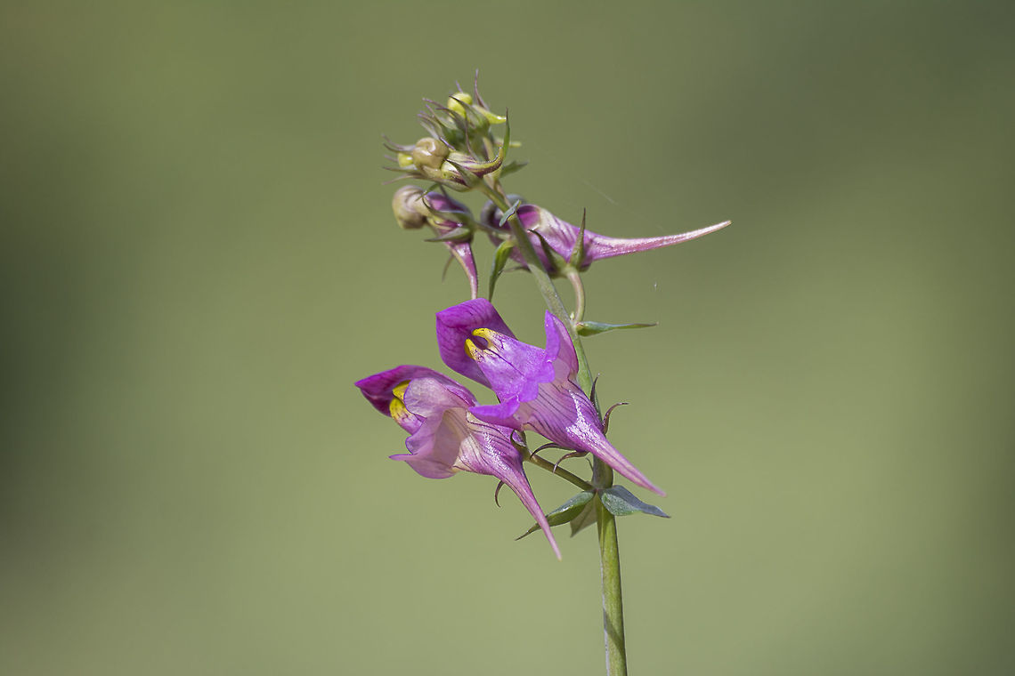 Linaria triornithophora Linaria triornithophora, L. Linaria,Linaria triornithophora,Plantae,Scrophulariaceae,Scrophulariales,angiosperms,eudicots,plants,spring,wild flowers