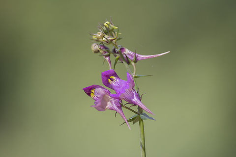 Linaria triornithophora
