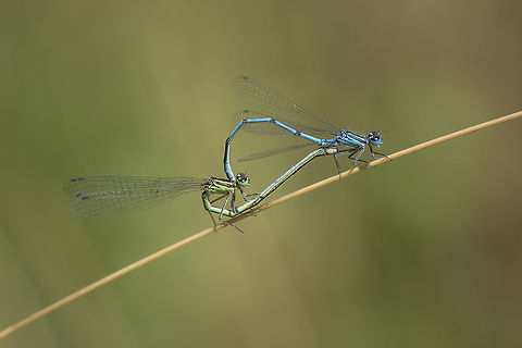 Nature's best kept secret Coenagrion puella, mating wheel.  Azure Damselfly,Coenagrion puella,arthropoda,damselfly,insecta,insects,nature,odonata,reproduction,zygoptera