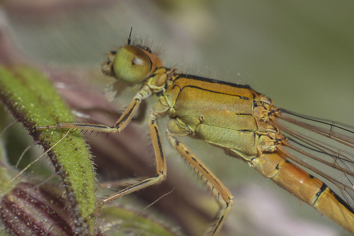 Ischnura pumilio Ischnura pumilio f. aurantica, immature female. Ischnura pumilio,Scarce blue-tailed damselfly,biodiversity,coenagrionidae,greatnature,insecta,insects,macro,odonata,spring,zygoptera