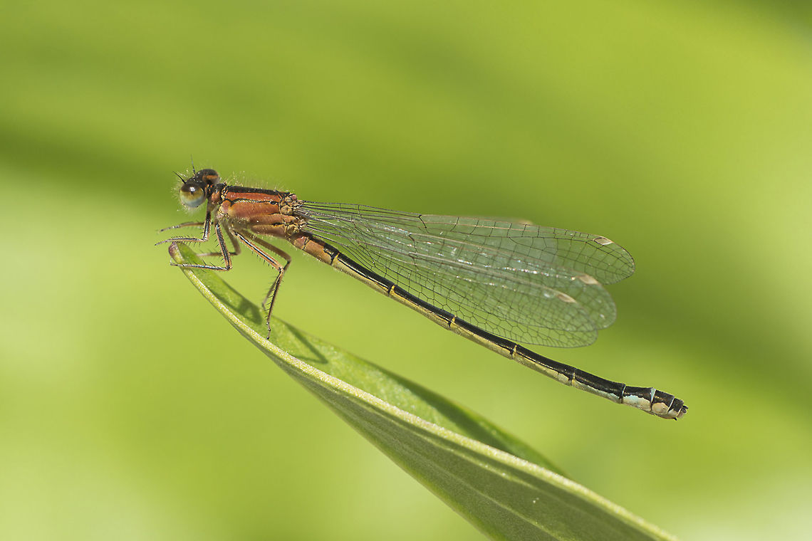 Ischnura graellsii Female Ischnura graellsii f. aurantiaca Iberian bluetail,Ischnura graellsii,arthropoda,biodiversity,coenagrionidae,damselfies,damselfly,greatnature,insecta,insects,odonata,zygoptera