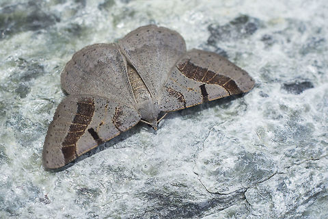 Itame vincularia Itame vincularia

Sometimes there are beings that visit us for a brief short, and the only thing that we can do is to smile them back :)

http://www.lepidoptera.eu/show.php?ID=5358&country=GB Animalia,Arthropoda,Ennominae,Geometridae,Insecta,Itame,Itame vincularia,Lepidoptera,biodiversity,moths,spring