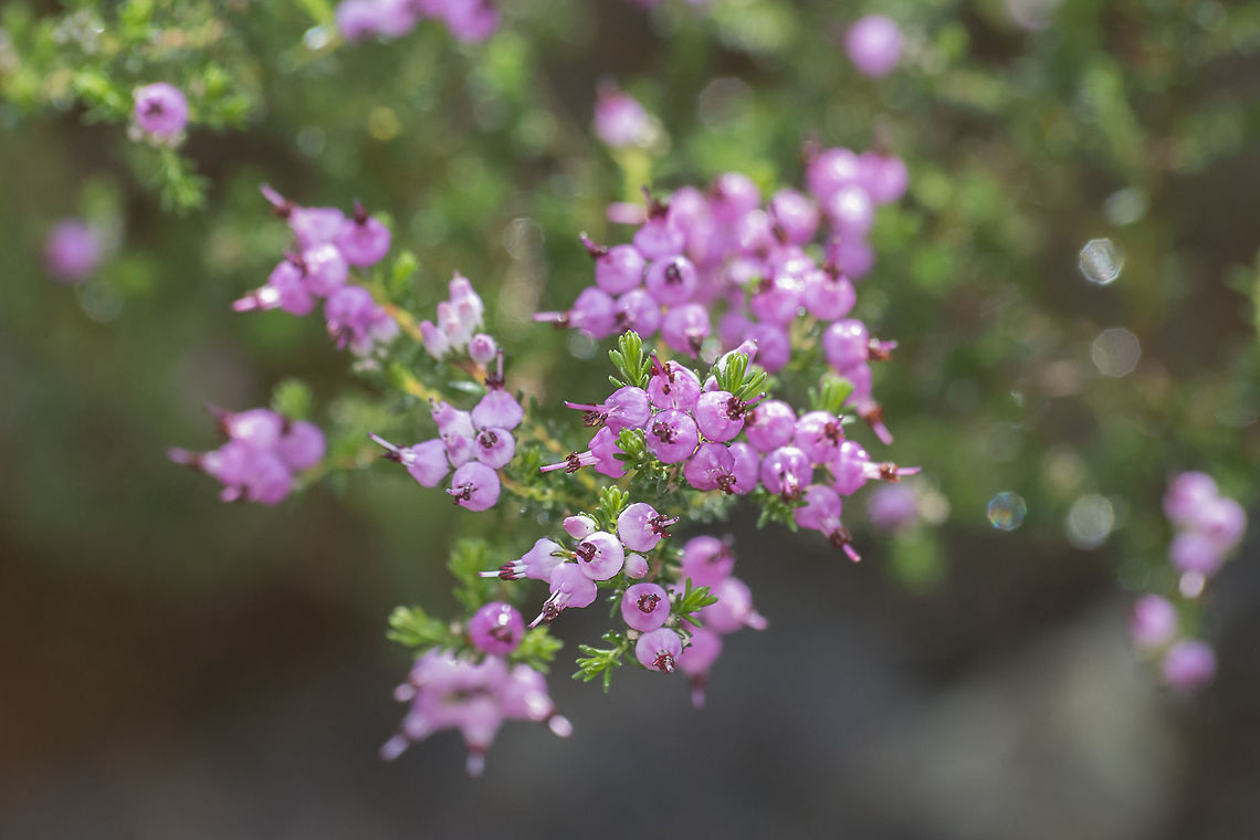 Erica umbellata Erica umbellata Angiosperms,Erica,Erica umbellata,Ericaceae,Ericales,Eudicots,Plantae