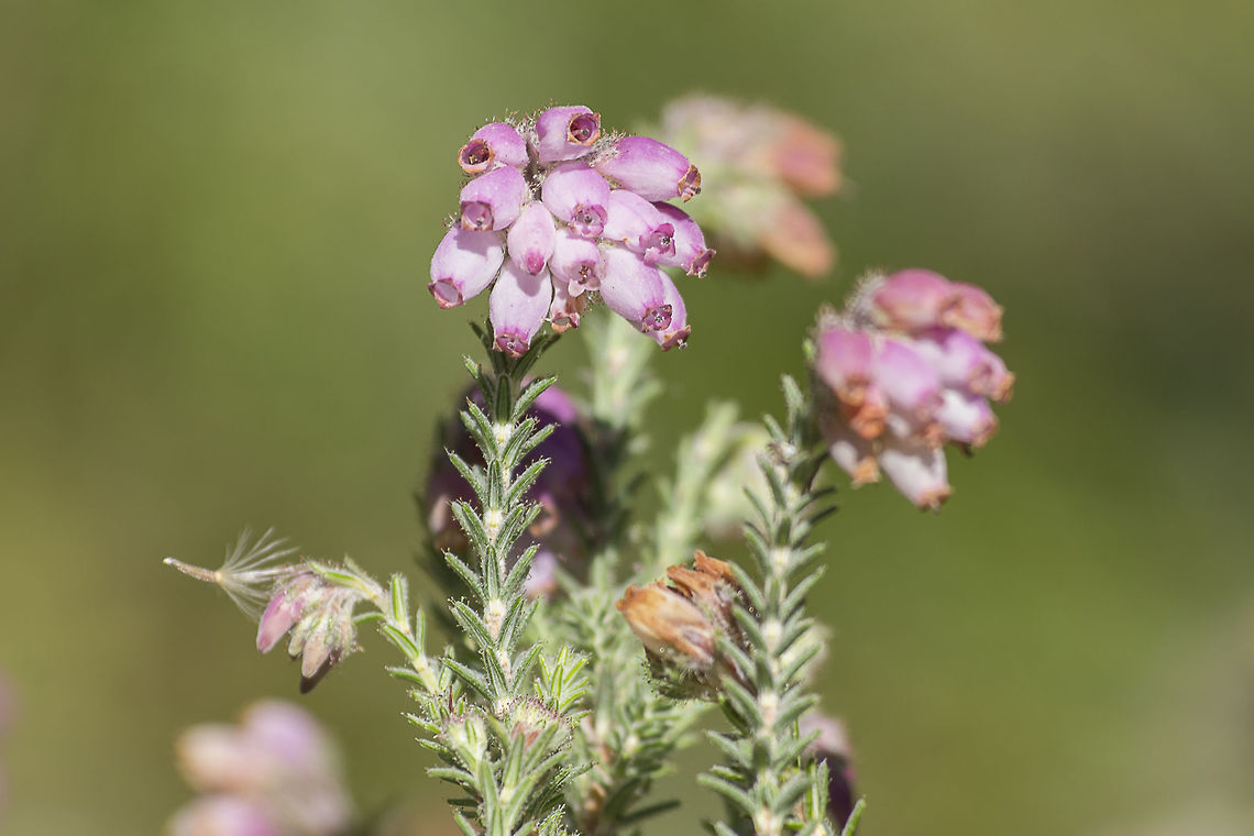 Erica tetralix Erica tetralix Cross-leaved Heath,Erica tetralix