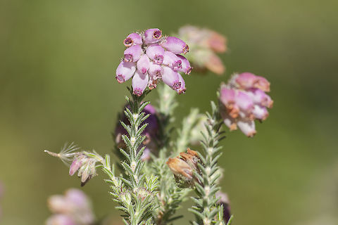 Erica tetralix Erica tetralix Cross-leaved Heath,Erica tetralix