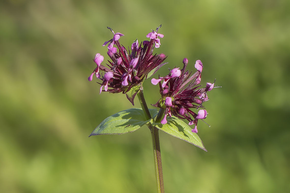 Fedia cornucopiae  Fedia cornucopiae