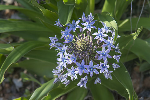 Scilla peruviana  Portuguese squill,Scilla peruviana