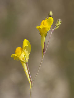 Ballast Toadflax