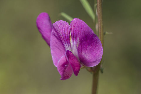 Vicia sativa in Portugal.