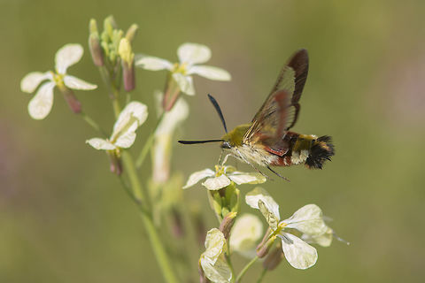Hemaris fuciformis Hemaris fuciformis, awkwardly appeared feeding on R. raphanistrum...
So quickly appeared and so quickly it went away... I was capturing some photos from bees and some other Apidae when out from the blue, this sphingidae appeared... I was working with a 50mm attached and almost had no time to change it by the 200mm... I've followed the moth for no more than 2-3 minutes, took a few shots, and this was the result. A record for a species with an early flight, almost one moth ahead... After that I carried on with bees, still remembering it... Broad-bordered bee hawk-moth,Hemaris fuciformis,biodiversity,greatnature,hawk-moth,heterocera,insecta,insects,moth,shingidae,spring