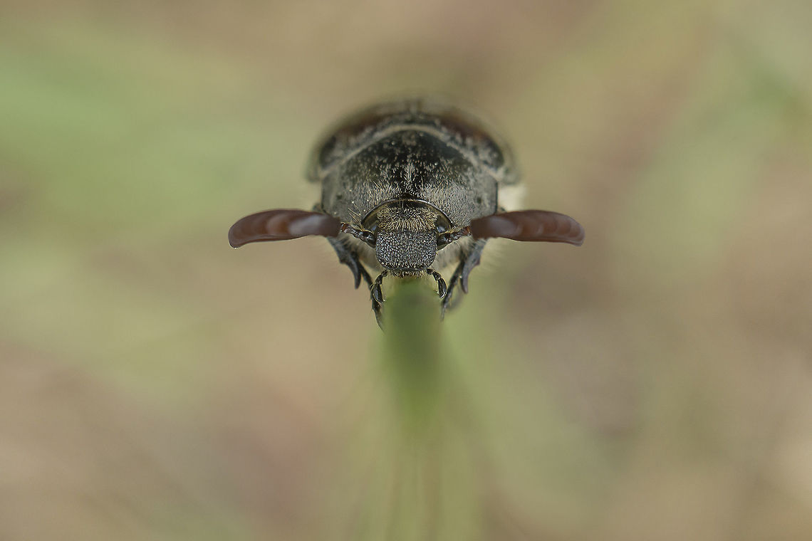 Melolontha cf. melolontha Melolontha cf. melolontha, male.<br />
<br />
I&#039;m not sure if this is Melolontha melolontha, although it looks a lit bit different from the other species Melolontha papposa, the closest that we have in Portugal generally with the same characteristics...<br />
 Scarabaeidae,beetles,biodiversity,coleoptera,greatnature,insecta,insects,macro,spring